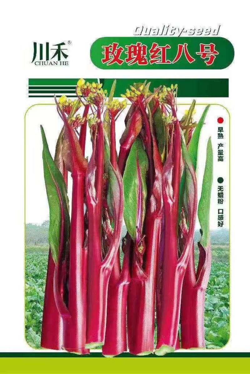 极早熟红菜苔种子,小叶亮红绿肉，侧苔多，连续采收两个月
