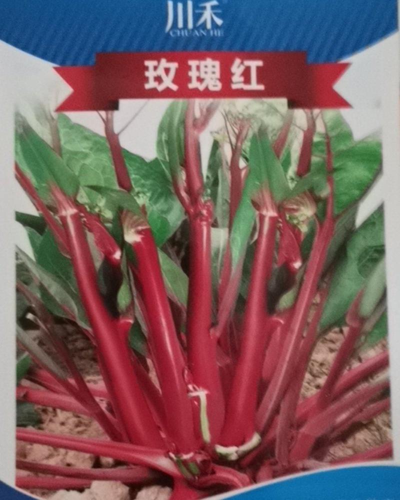 极早熟红菜苔种子,小叶亮红绿肉，侧苔多，连续采收两个月