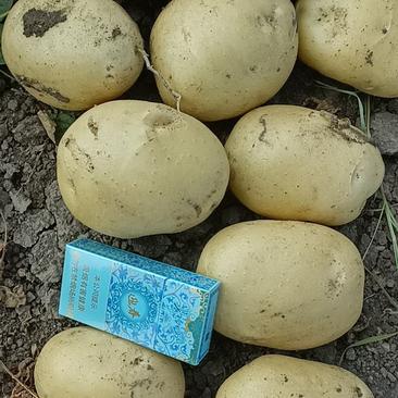 精品土豆尤金885大量上市品质高价格低一手货源