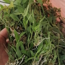 小黄草