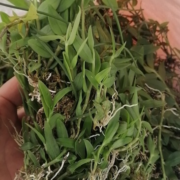 小黄草