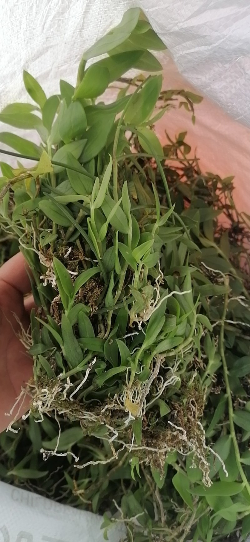 小黄草