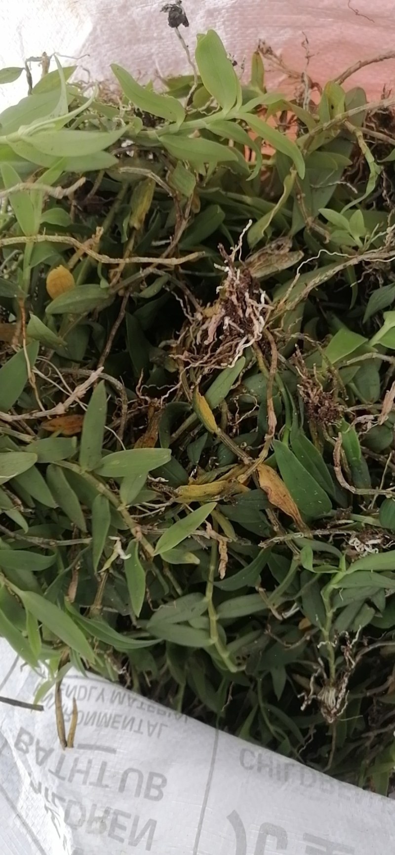 小黄草