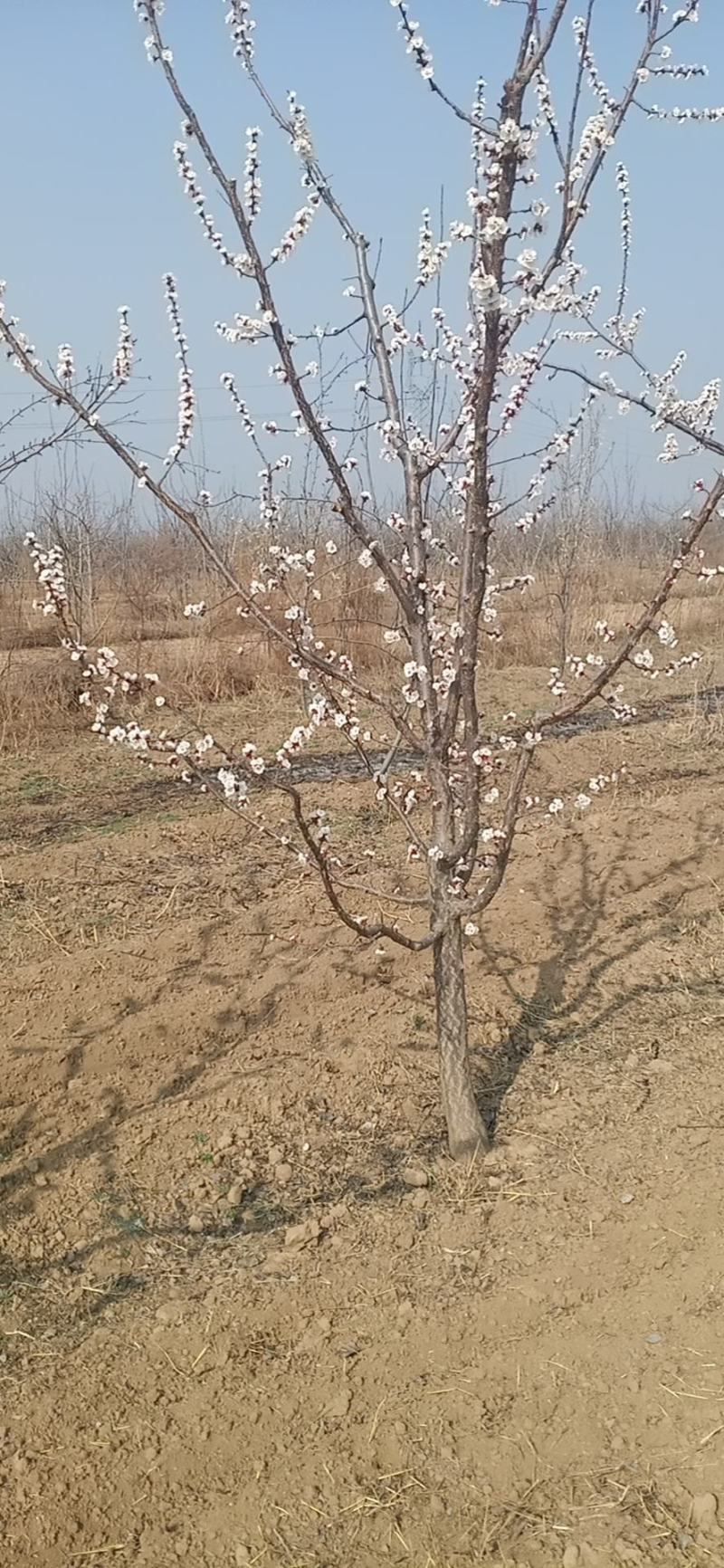 占地梨树，占地果树，规格齐全，诚信经营。欢迎采购