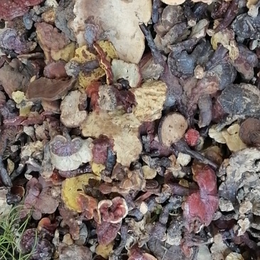 赤灵芝