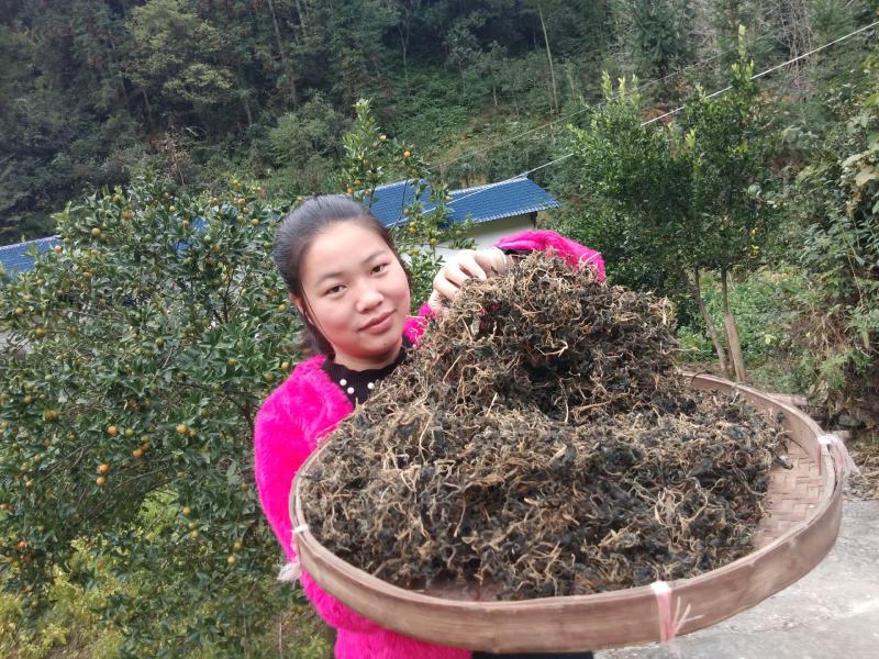 野生苦菜干新鲜苦斋婆农家自晒野菜干煲汤菜干