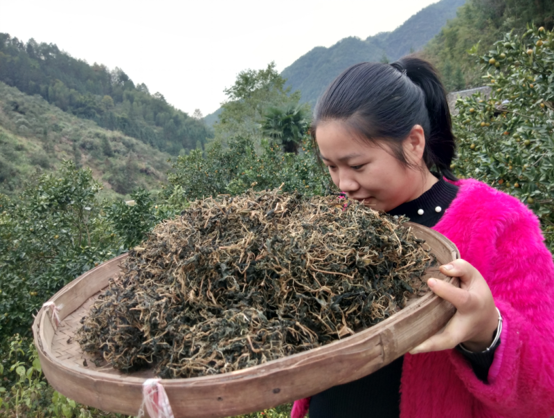 野生苦菜干新鲜苦斋婆农家自晒野菜干煲汤菜干