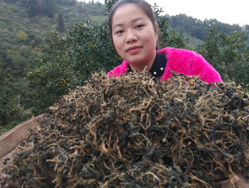 野生苦菜干新鲜苦斋婆农家自晒野菜干煲汤菜干