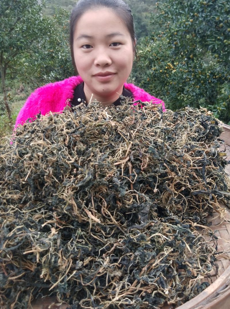 野生苦菜干新鲜苦斋婆农家自晒野菜干煲汤菜干