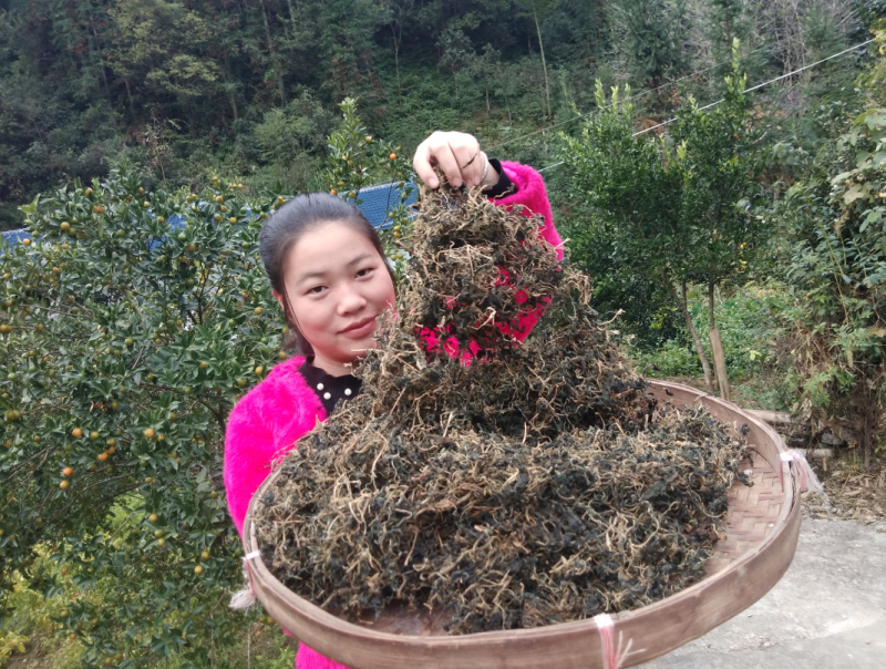 野生苦菜干新鲜苦斋婆农家自晒野菜干煲汤菜干