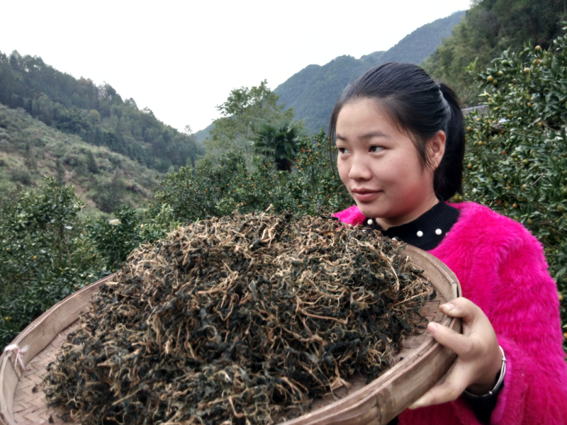 野生苦菜干新鲜苦斋婆农家自晒野菜干煲汤菜干