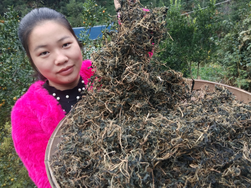 野生苦菜干新鲜苦斋婆农家自晒野菜干煲汤菜干