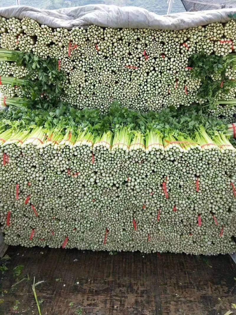 精品毛芹西芹产地直销质量保证量大从优合作共赢