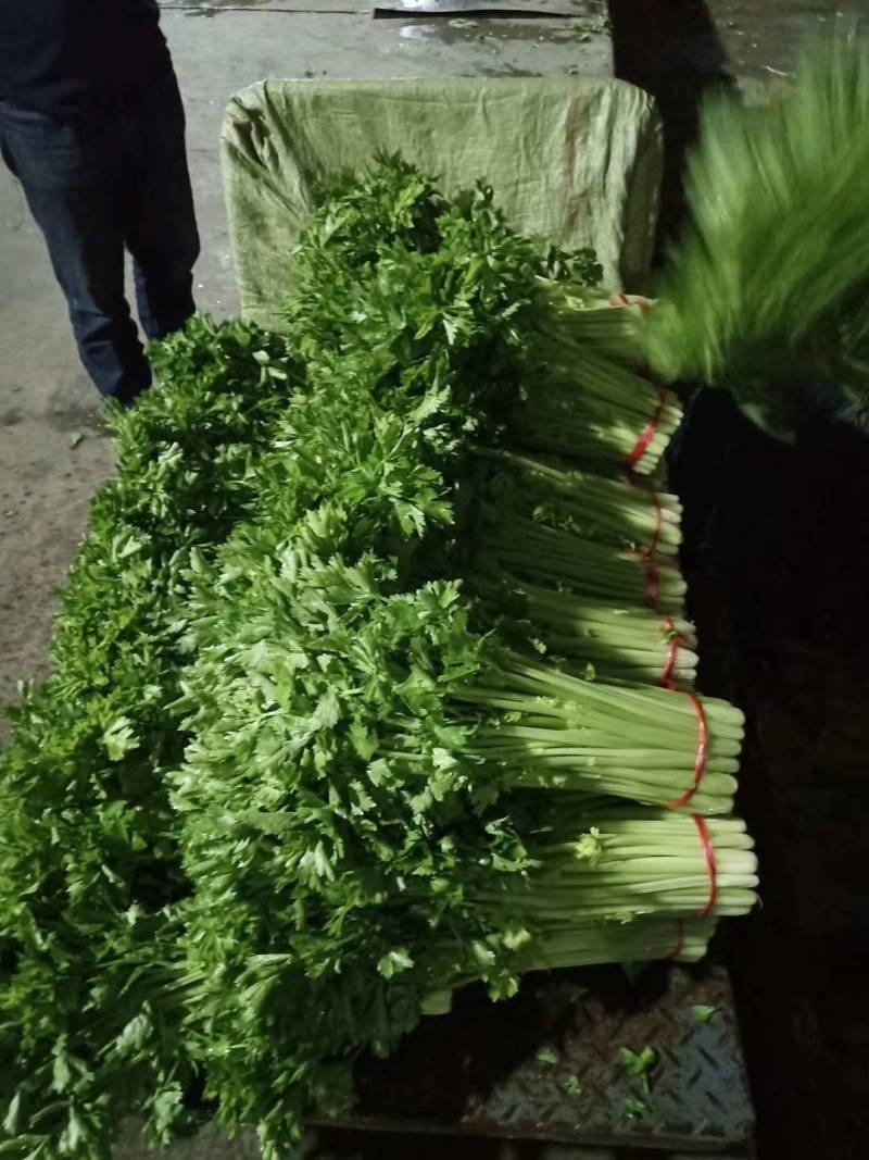 精品毛芹西芹产地直销质量保证量大从优合作共赢