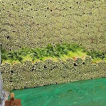 精品毛芹西芹产地直销质量保证量大从优合作共赢