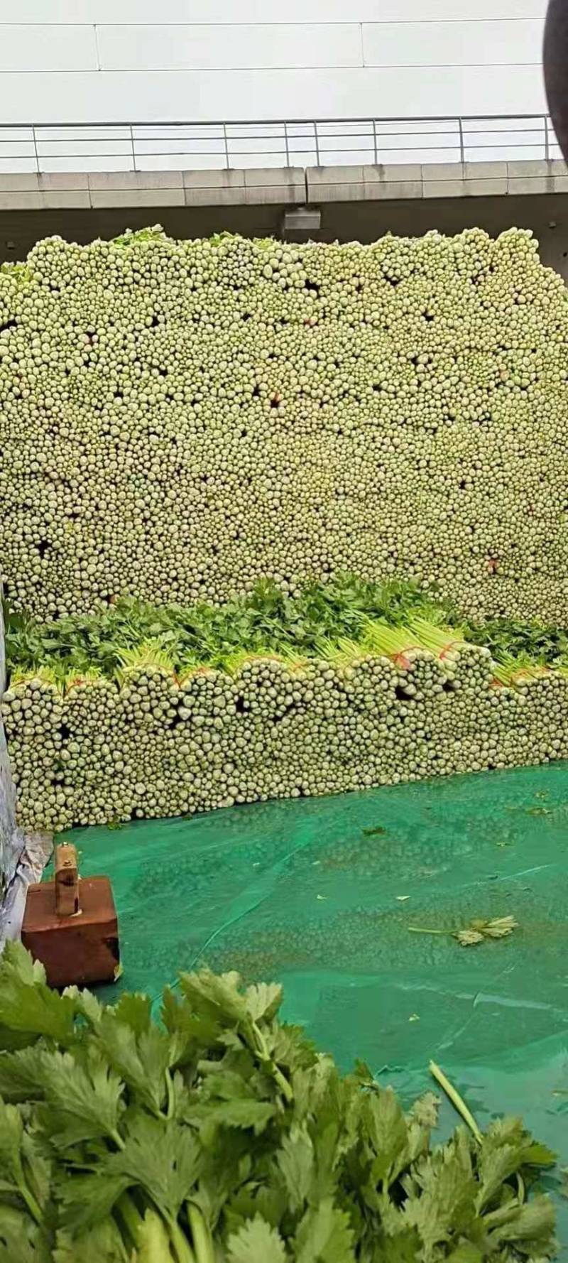 精品毛芹西芹产地直销质量保证量大从优合作共赢