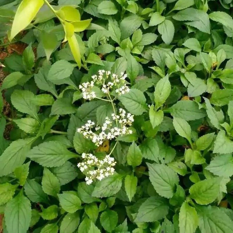 苦菜干野生苦斋干货江西农家新鲜自晒野菜干煲汤炖汤食材