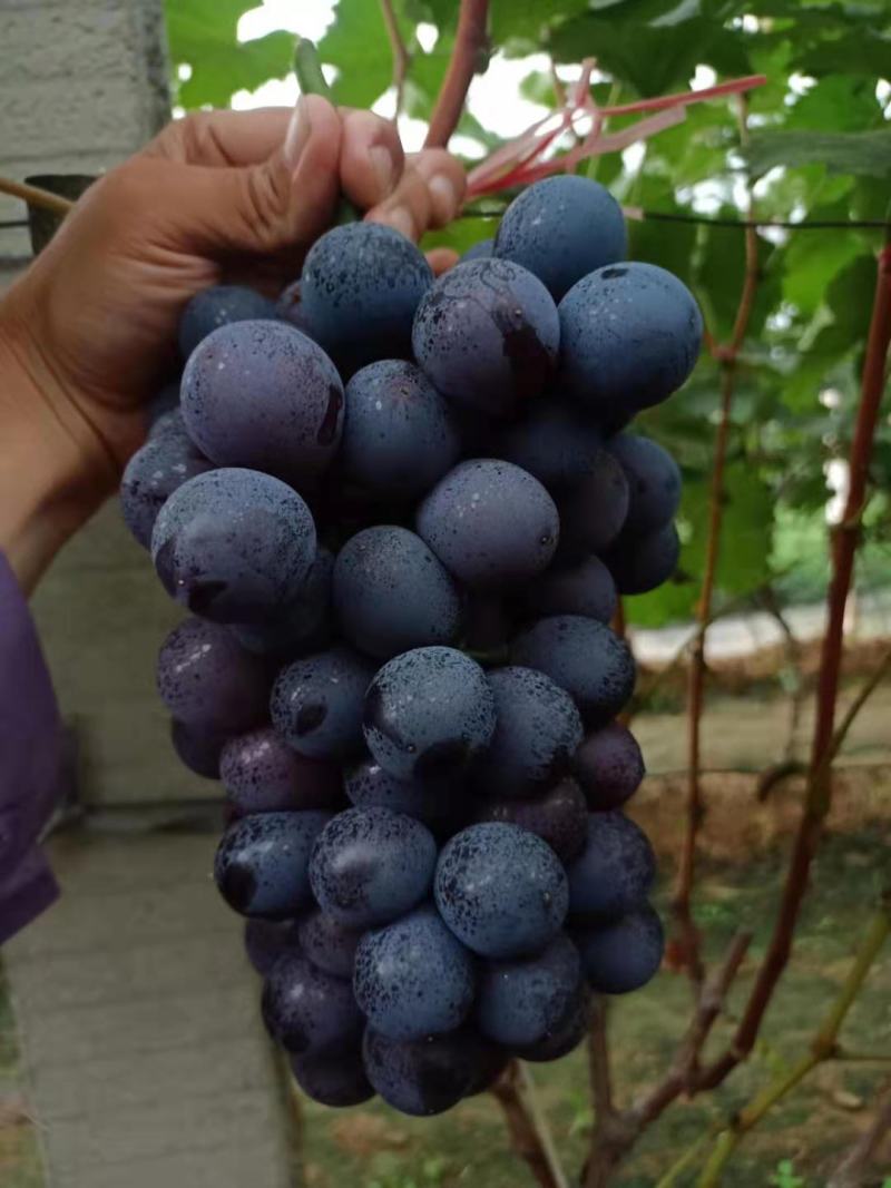 山东省平邑千多亩种植基地的葡萄大量上市，串形好，颗粒大