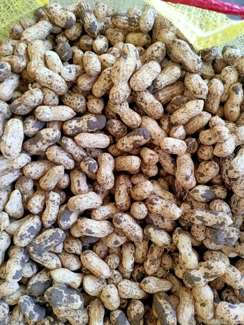 小白沙鲜果