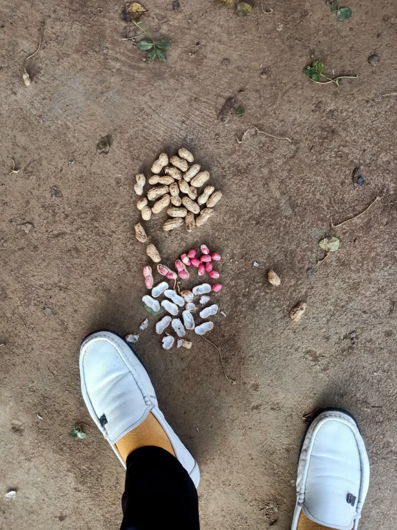 小白沙鲜果