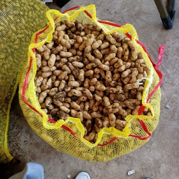 小白沙鲜果