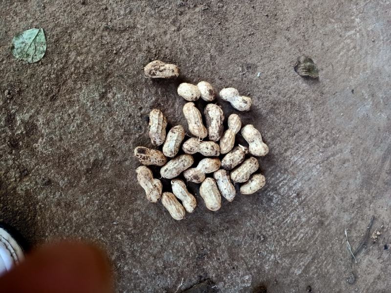 小白沙鲜果