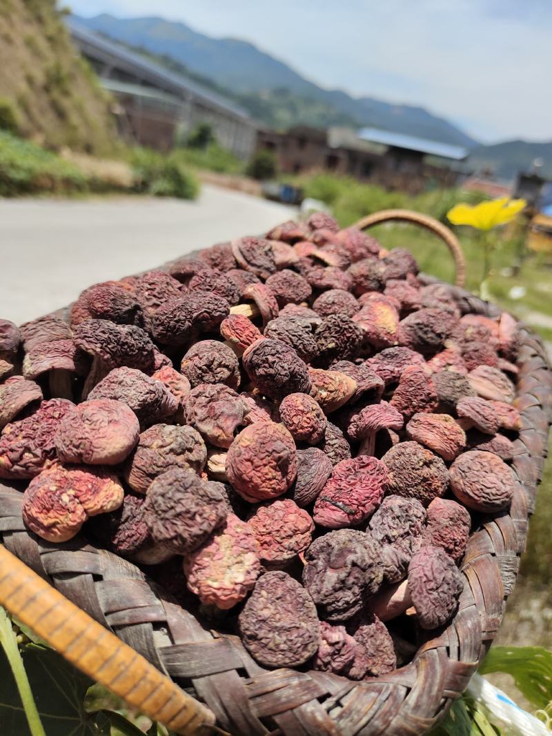红菇-正红菇-小菇丁品质保证一手货源-产地直销