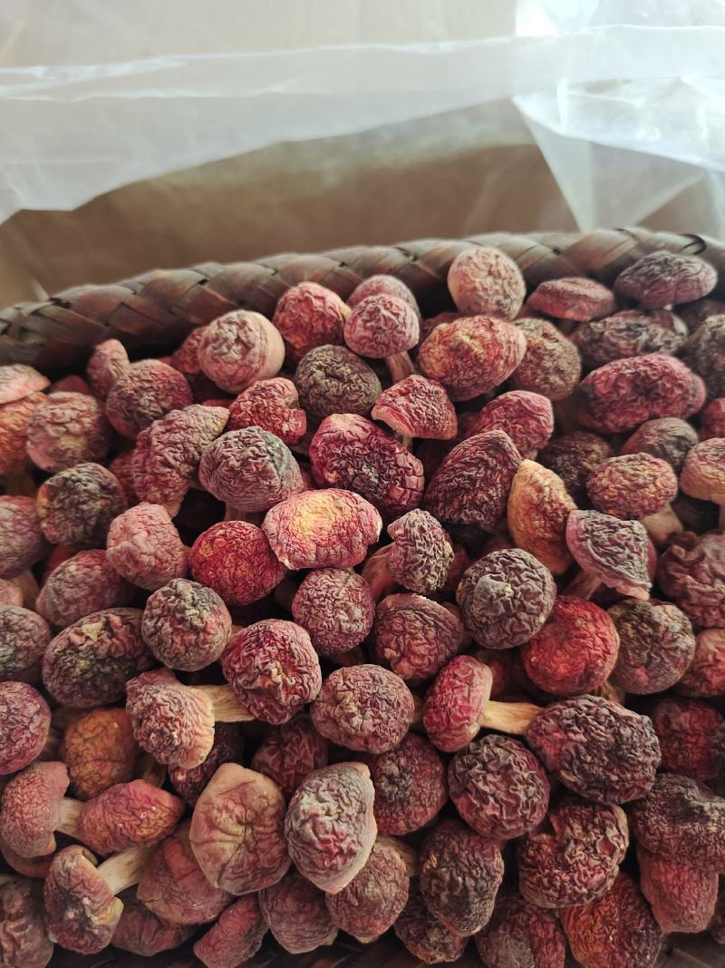 红菇-正红菇-小菇丁品质保证一手货源-产地直销