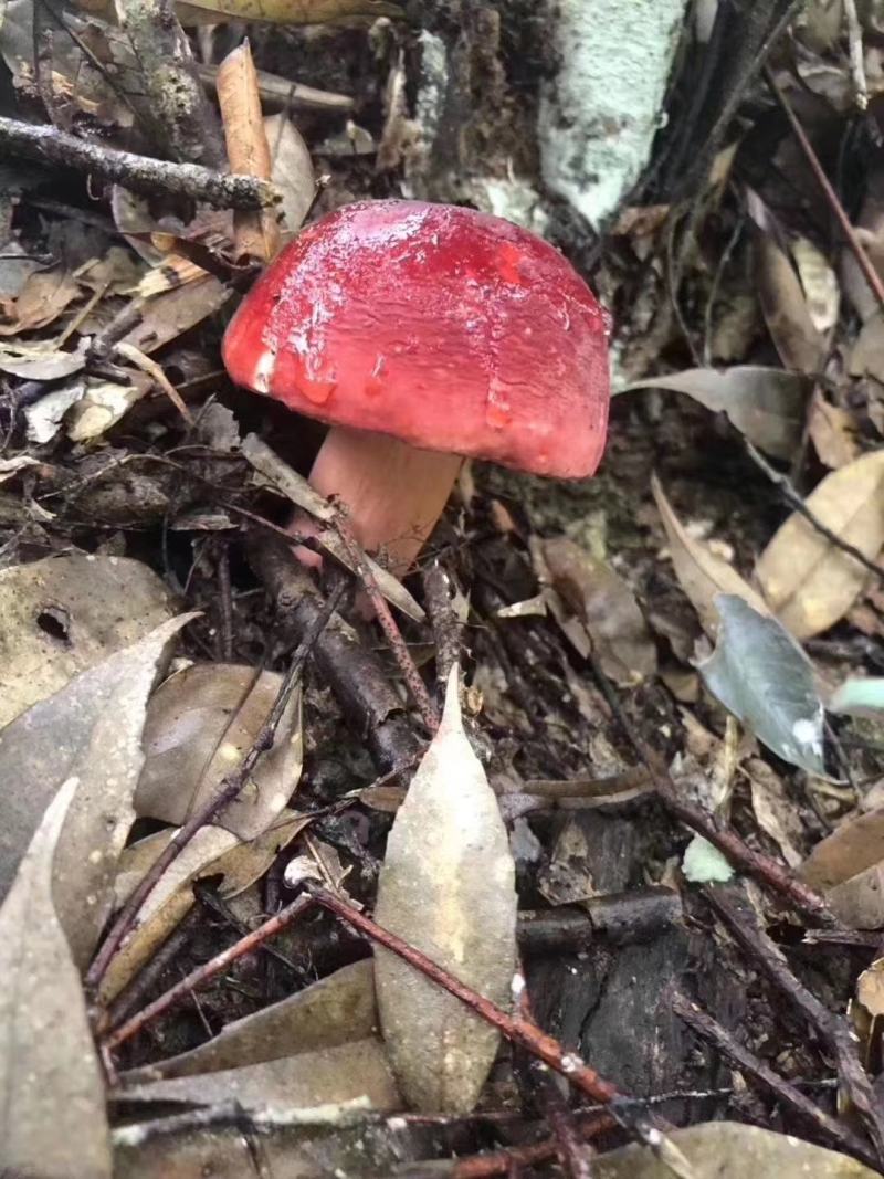 红菇-正红菇-小菇丁品质保证一手货源-产地直销
