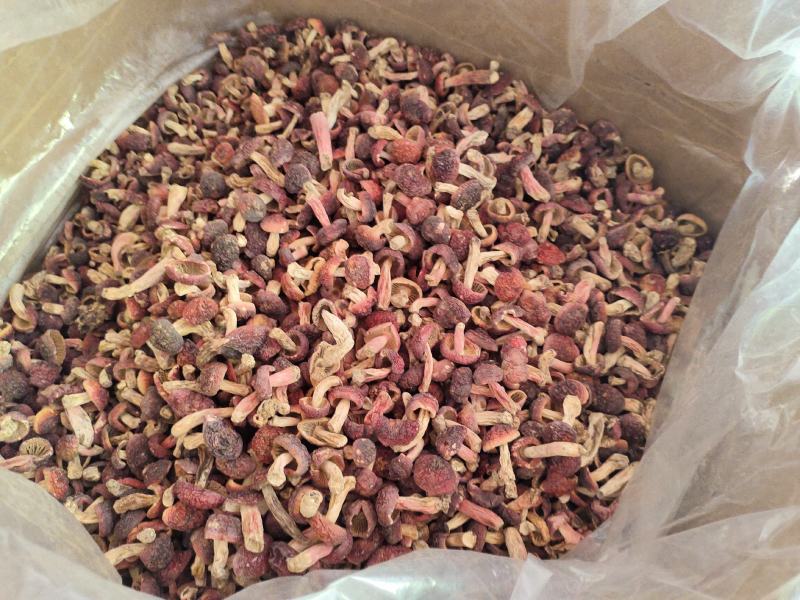 红菇-正红菇-小菇丁品质保证一手货源-产地直销