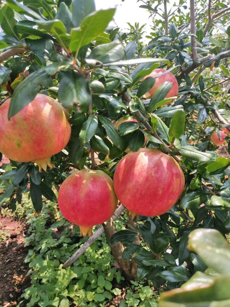 会理软子石榴