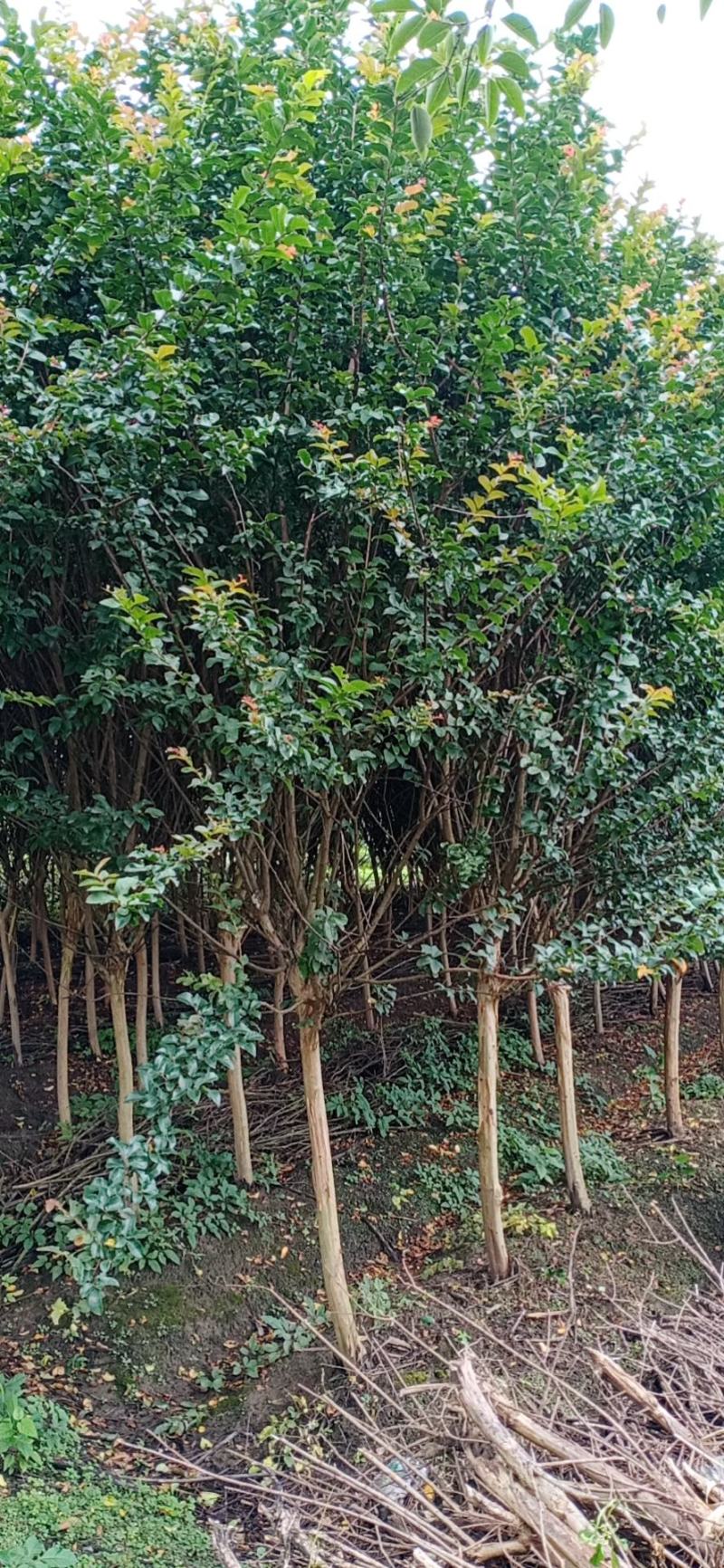 【紫薇】浙江萧山绿化苗基地货源/规格多样/量大从优