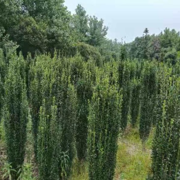 【直立冬青】浙江萧山绿化苗基地货源/规格多样/量大从优