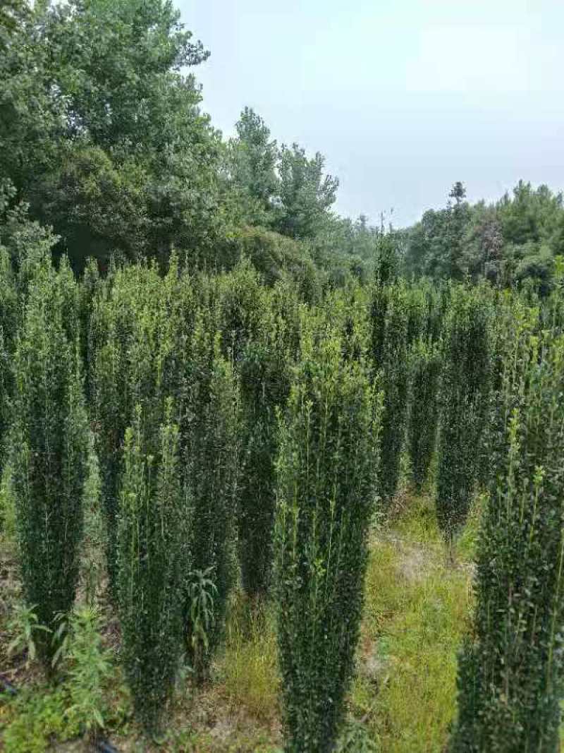 【直立冬青】浙江萧山绿化苗基地货源/规格多样/量大从优