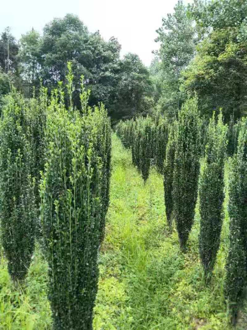 【直立冬青】浙江萧山绿化苗基地货源/规格多样/量大从优