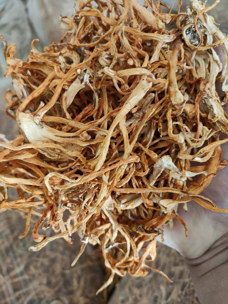大量批发北虫草虫草花散装次草适合打粉提取等