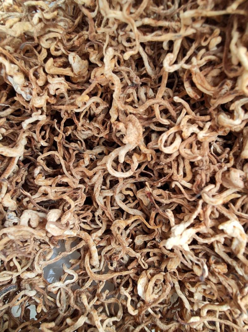 大量批发北虫草虫草花散装次草适合打粉提取等
