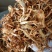 大量批发北虫草虫草花散装次草适合打粉提取等