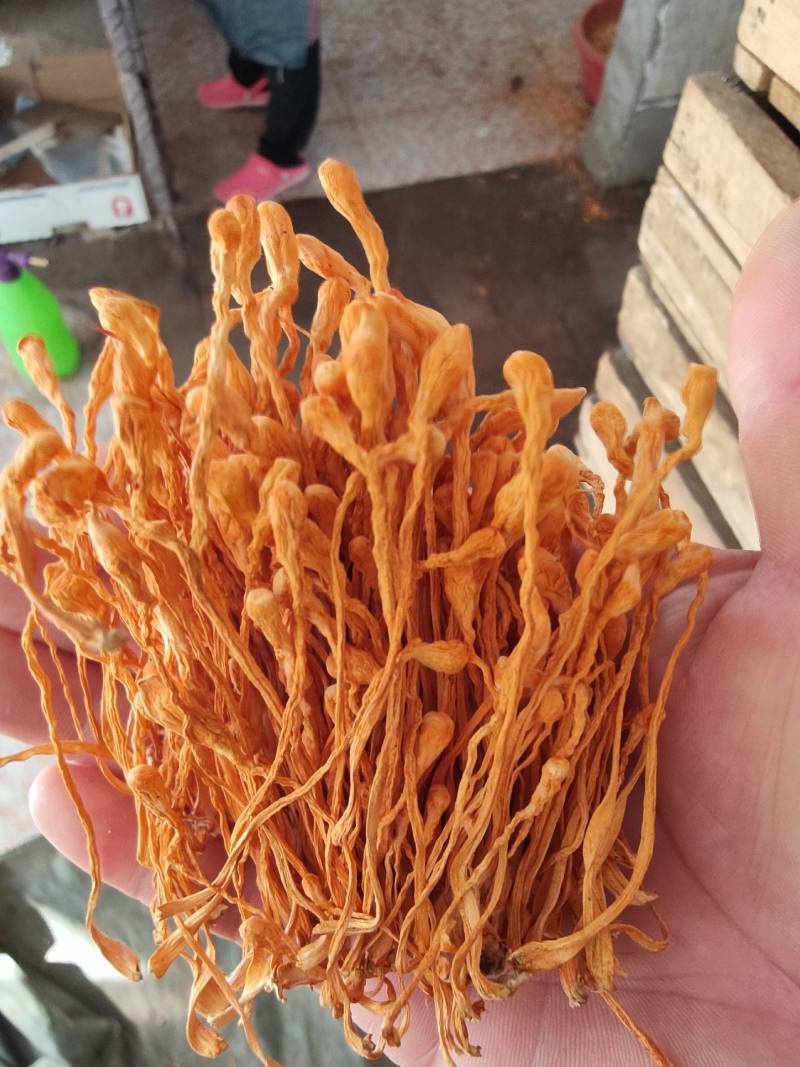 礼盒小包装虫草花，孢子头大颜色均匀，无硫黄熏。