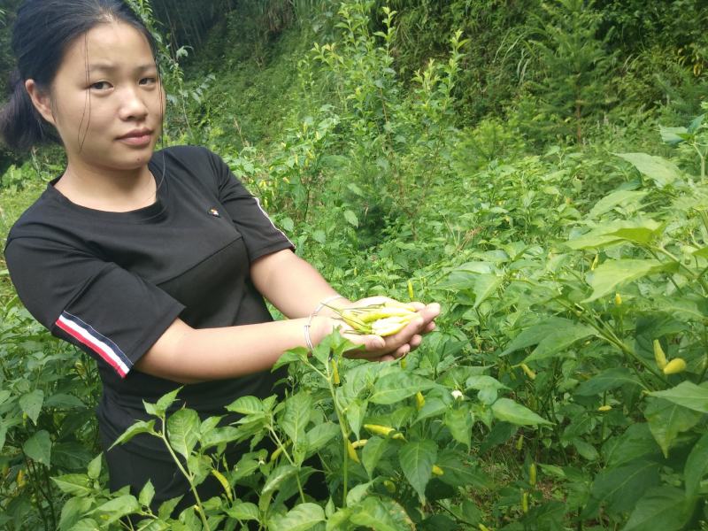 特辣小野山椒青头黄辣椒辣椒段辣椒粉海椒小米辣干红辣椒王辣