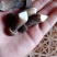 黑皮鸡菌