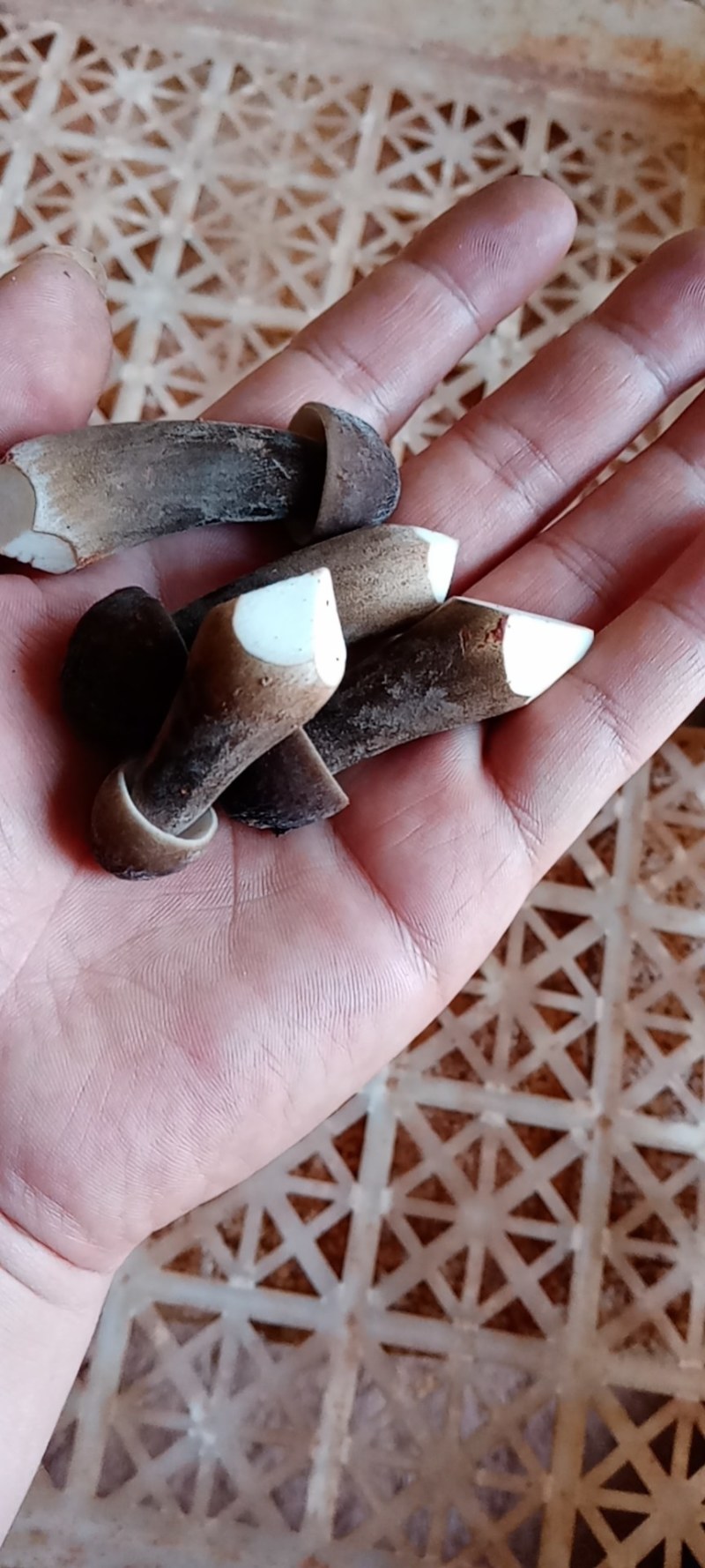 黑皮鸡菌
