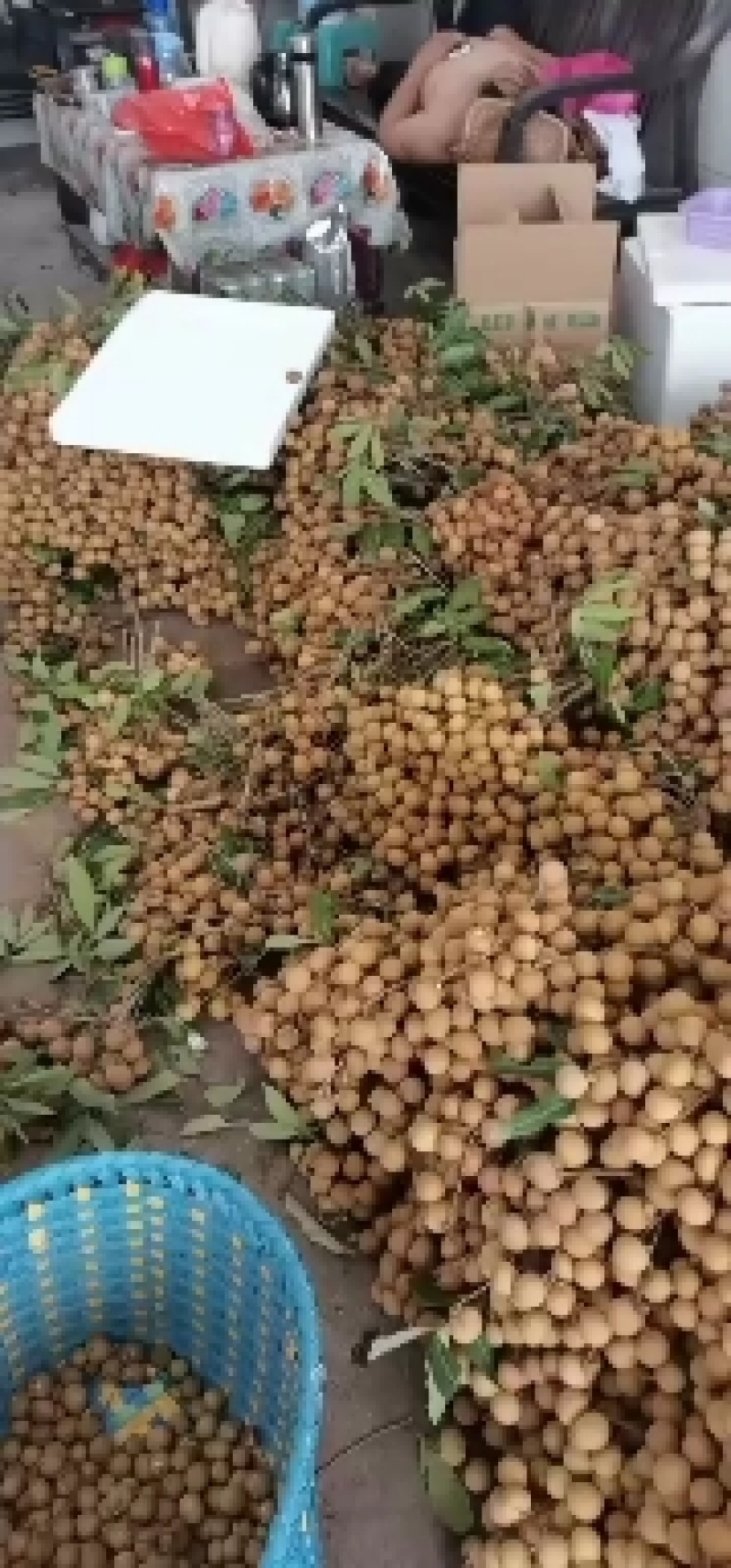 石硖，储良