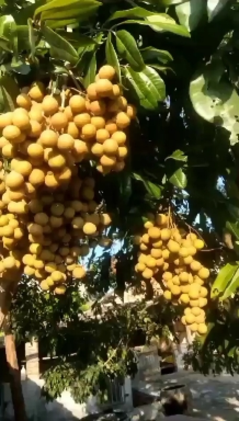 石硖，储良
