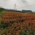 红叶石楠大杯苗小杯苗地插苗