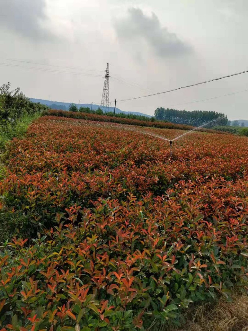 红叶石楠大杯苗小杯苗地插苗