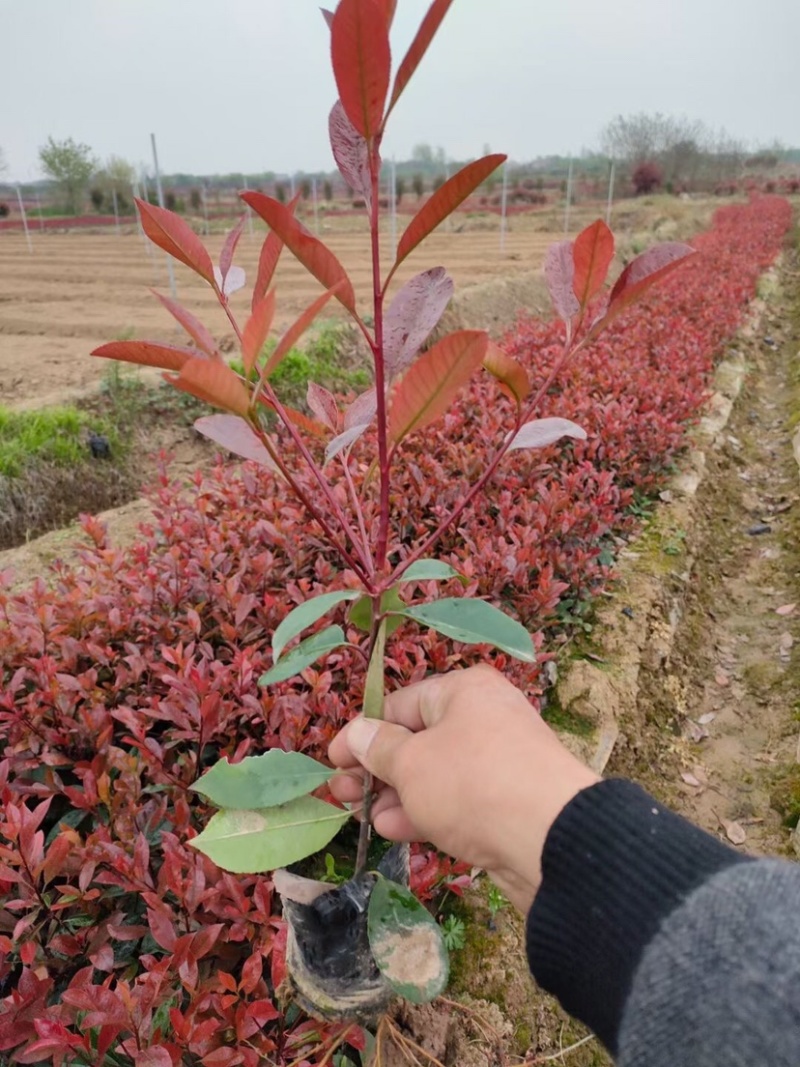 红叶石楠大杯苗小杯苗地插苗
