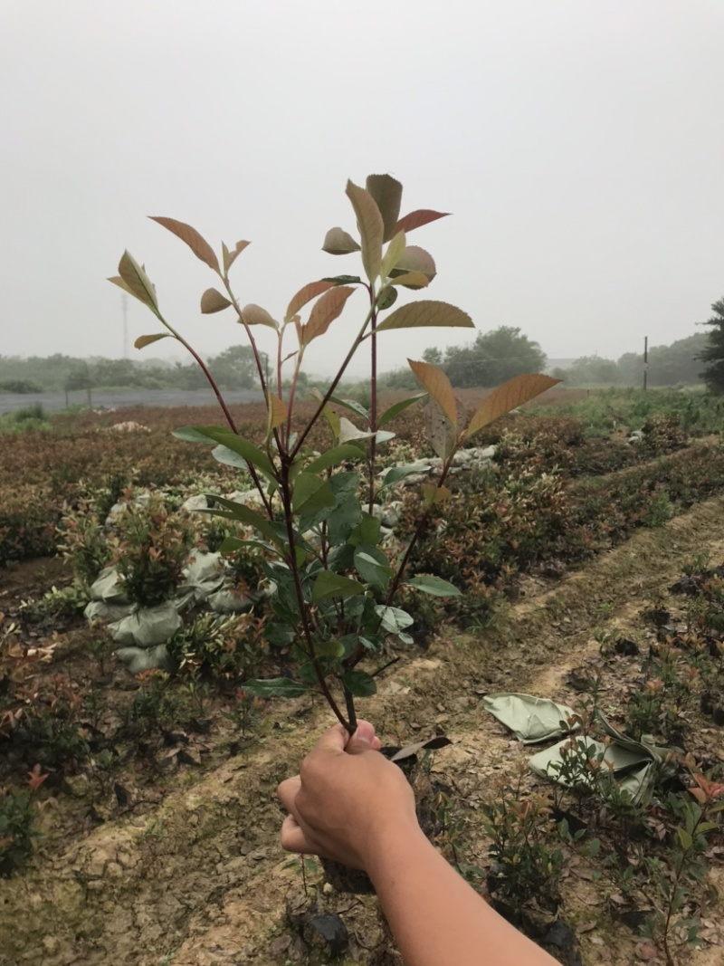 红叶石楠大杯苗小杯苗地插苗