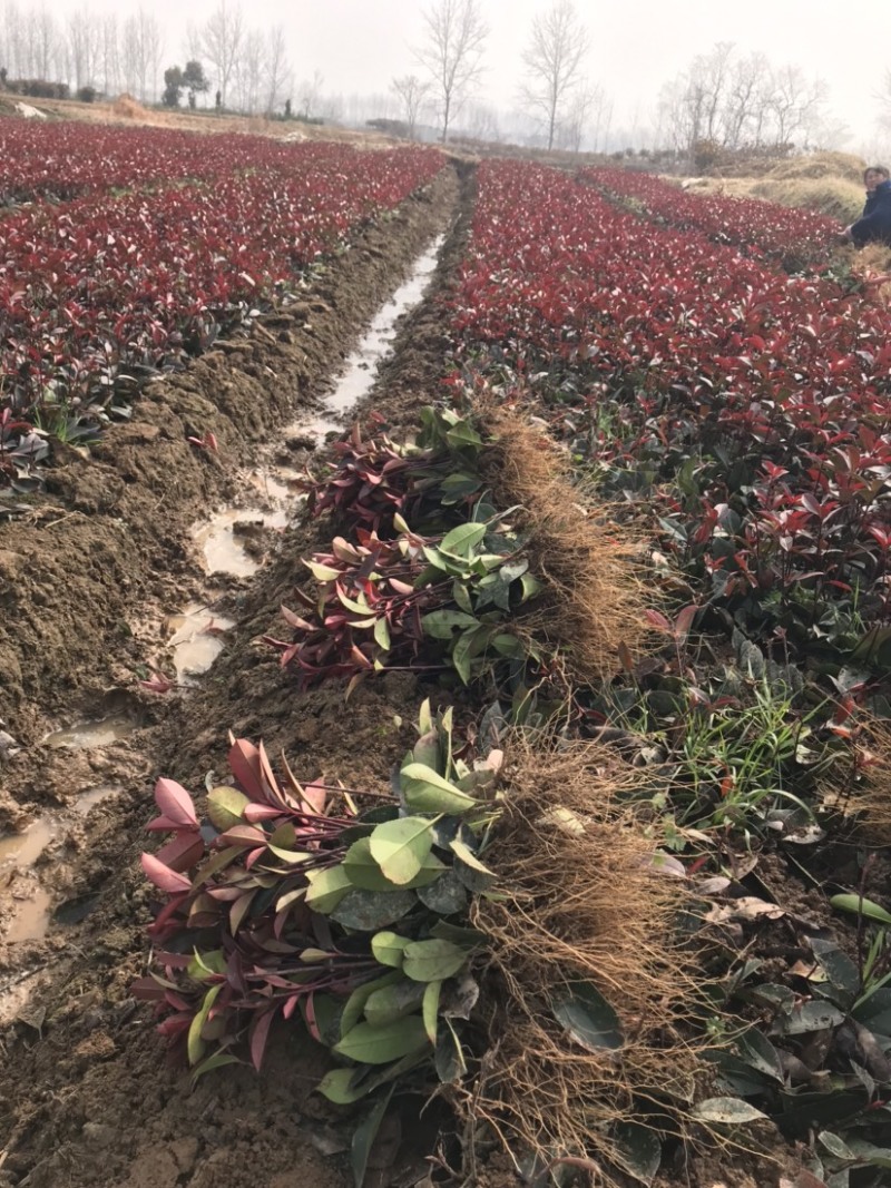 红叶石楠大杯苗小杯苗地插苗