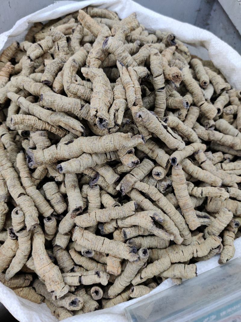 巴戟天常年批发供应各种规格巴戟天中药材